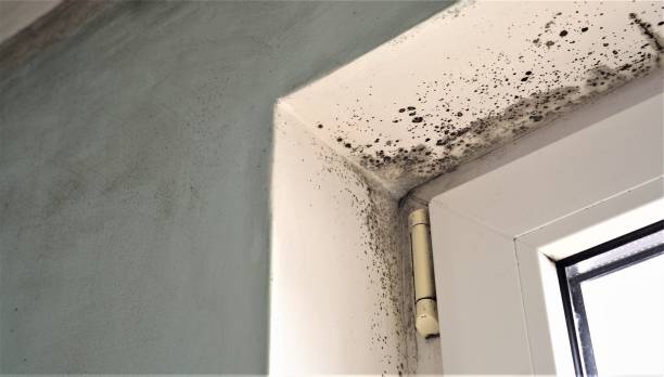 Mold Documentation for Insurance Claims in Charlotte Harbor, FL